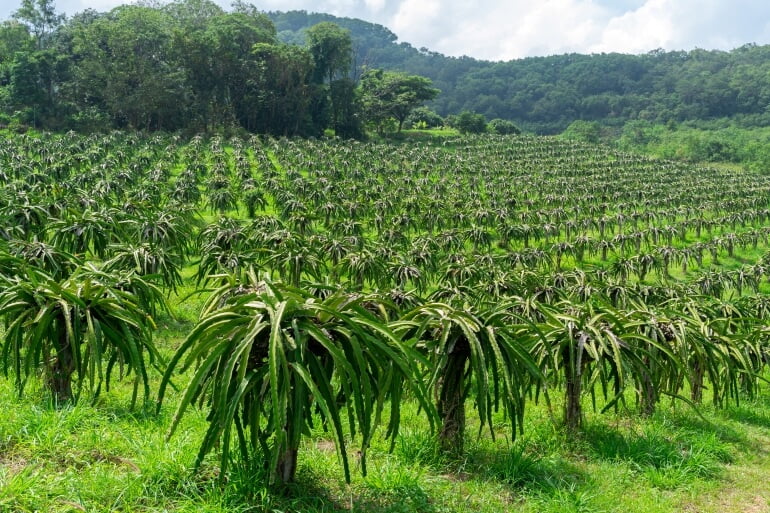 Trang trại thanh long đạt tiêu chuẩn Global GAP